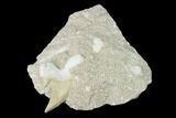 Fossil Mackerel Shark (Cretolamna) Tooth in Rock - Eocene #139902-1
